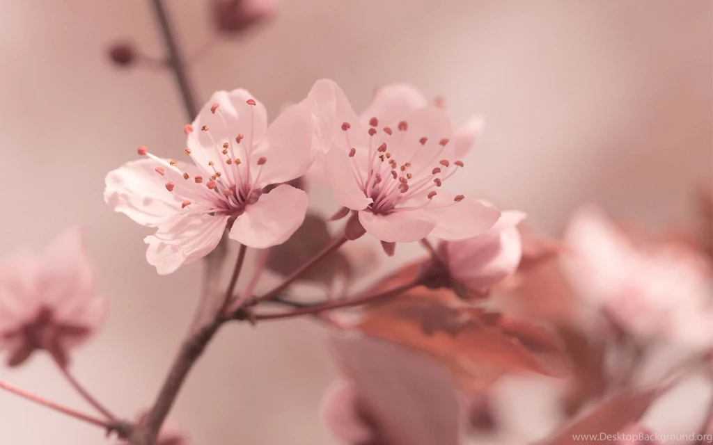 Sakura, Flower, Focus Cherry, Motion Blur, Bokeh, Hd Wallpaper, Spring