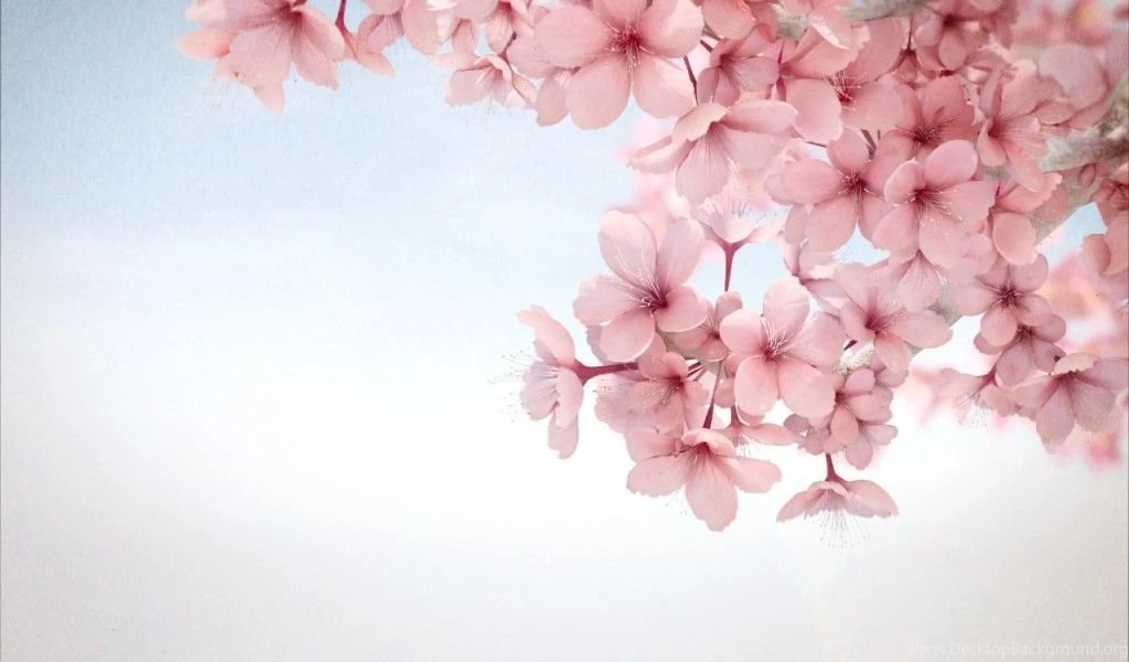 Wallpapers Sakura Flower For Mobile