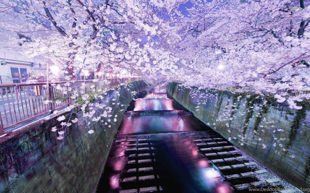 Download Japan Sakura Wallpapers HD