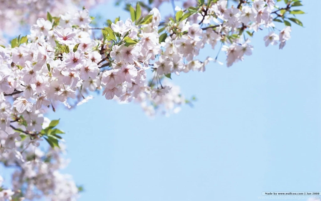 1440*900 Japanese Sakura Wallpapers Japanese Cherry Blossom ...