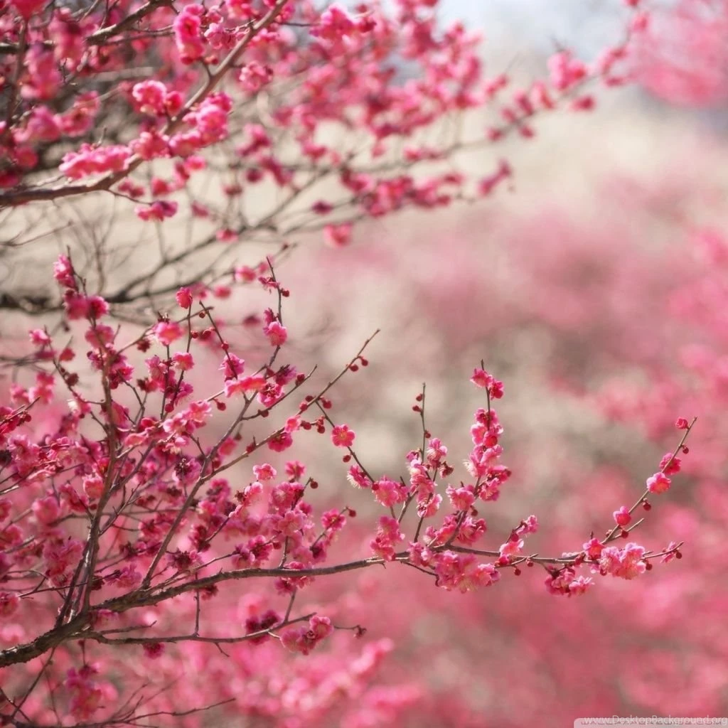 Sakura Cherry Blossom HD Desktop Wallpapers : High Definition ...