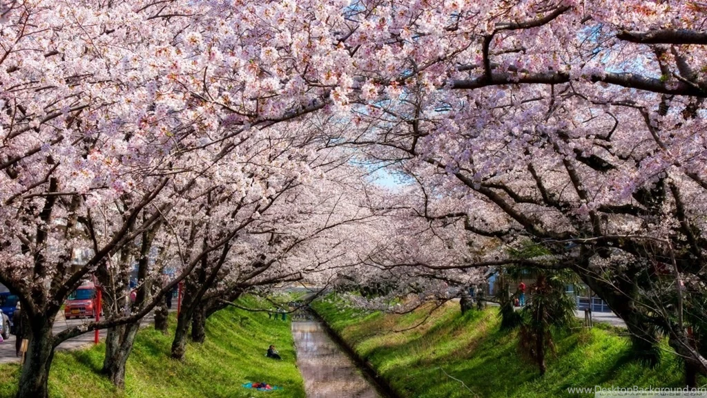 Iga River And Sakura HD Desktop Wallpapers : High Definition ...