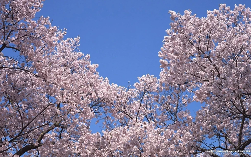1440*900 Japanese Sakura Wallpapers Japanese Cherry Blossom ...