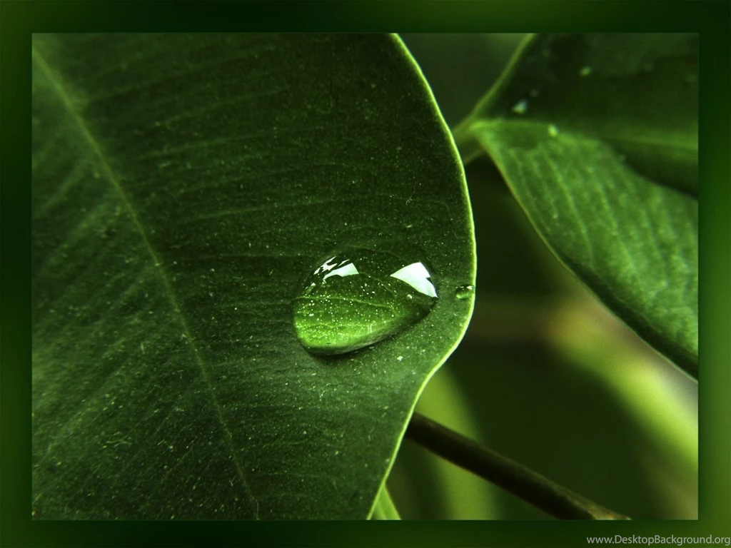 Kinds Of Wallpapers: Natural Green Wallpapers