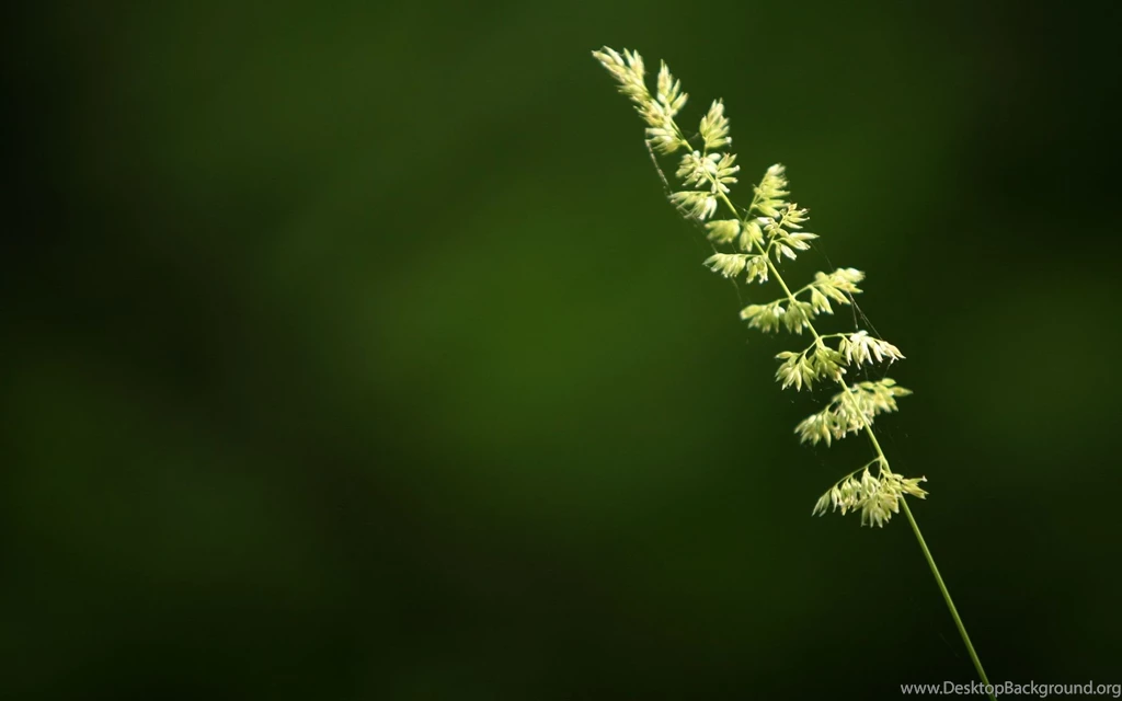 Nature Green Wallpapers For Desktop 1436182