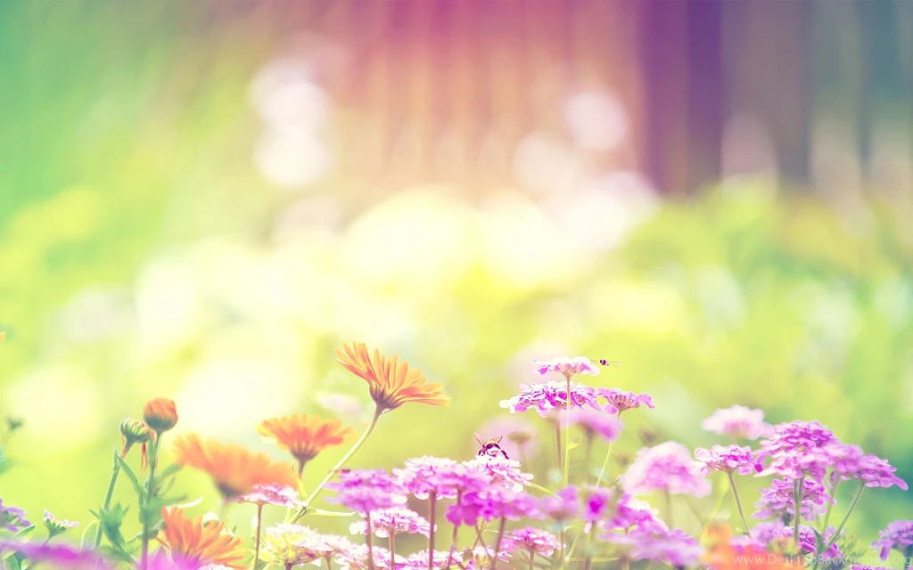 Spring Flowers Wallpapers HD