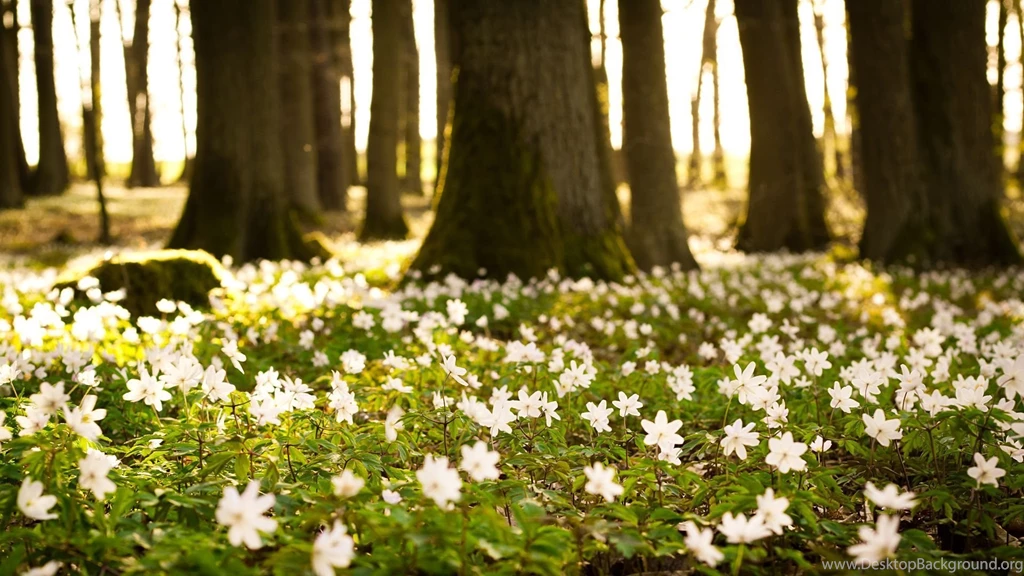 Spring Wallpapers High Quality