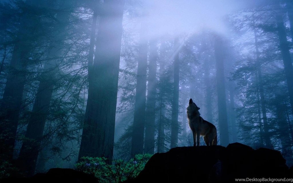 803 Wolf HD Wallpapers
