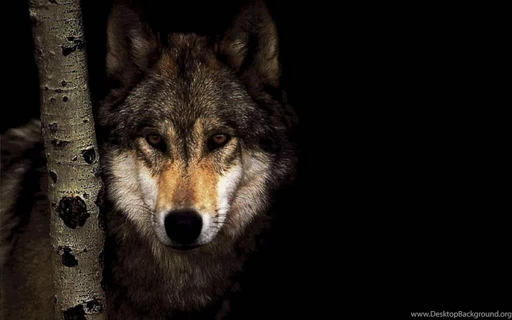Black Wolf Wallpapers
