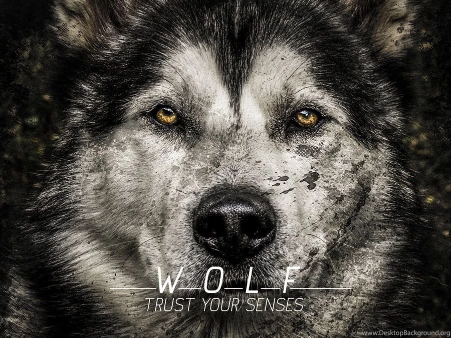 Wolf On Pinterest