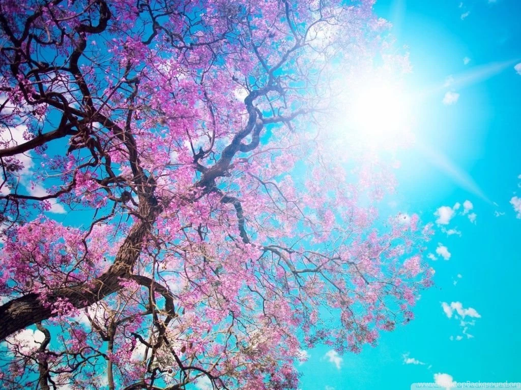 Spring Sunshine HD Desktop Wallpapers : High Definition ...