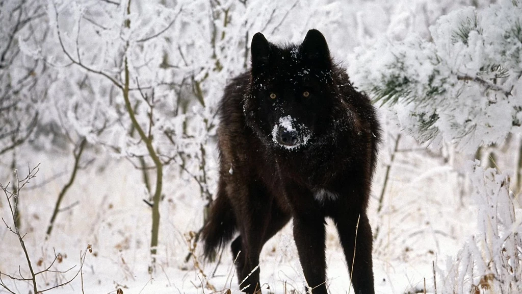 Black Wolf Wallpapers Hd Cool Phone Backgrounds Amazing Best Hd ...