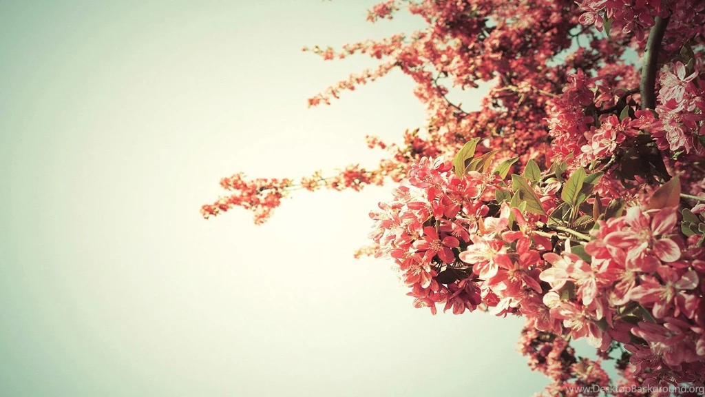 Tree Blossoms Wallpapers