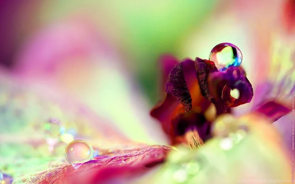 30+ Awesome Spring Flowers Wallpapers