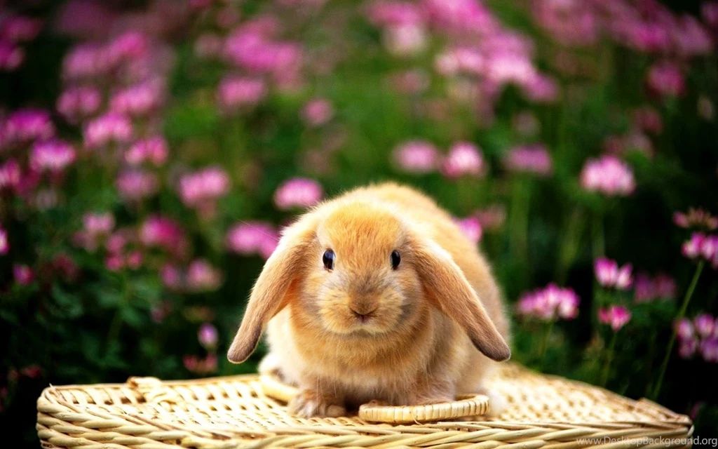 Free Wallpapers For Computer Rabbit Photos Of Some Websites To ...