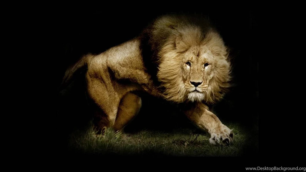 Lion Wallpapers