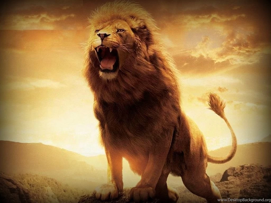 Lion Fire Lion Wallpapers Hd For Desktop Wide 2014 ...