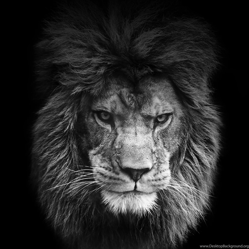 Lion Face Wallpapers