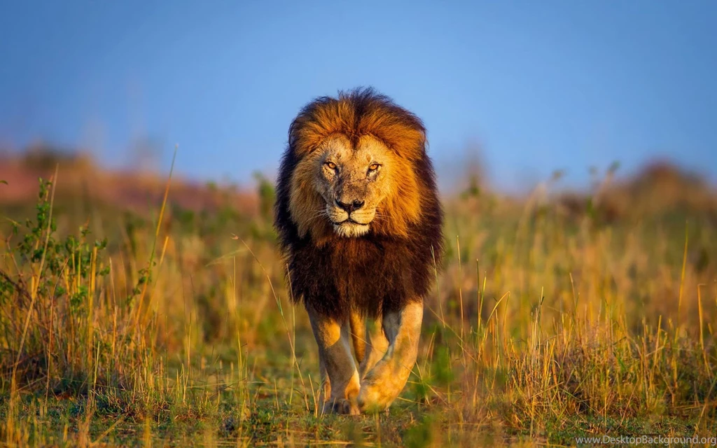 Kenya Animals Lion 1920x1200.jpg