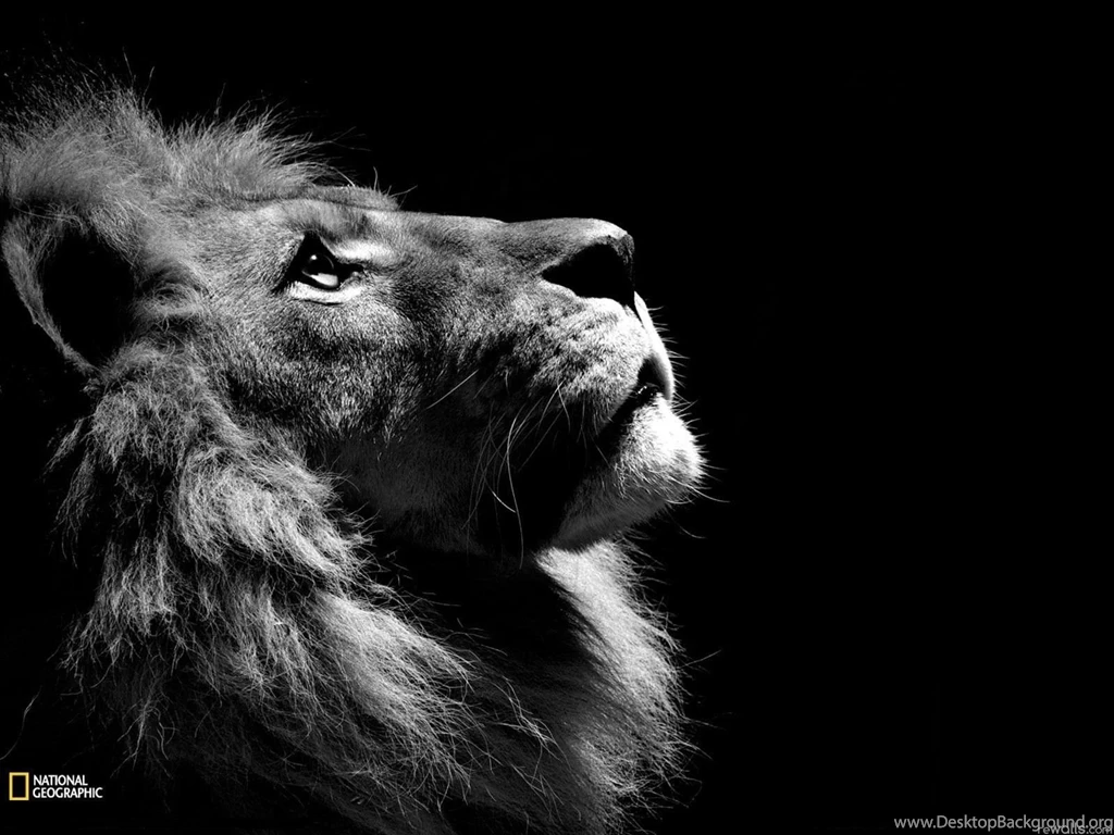 White Lion Backgrounds