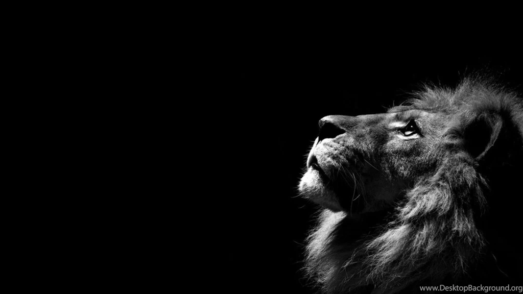 Lion Desktop Wallpapers
