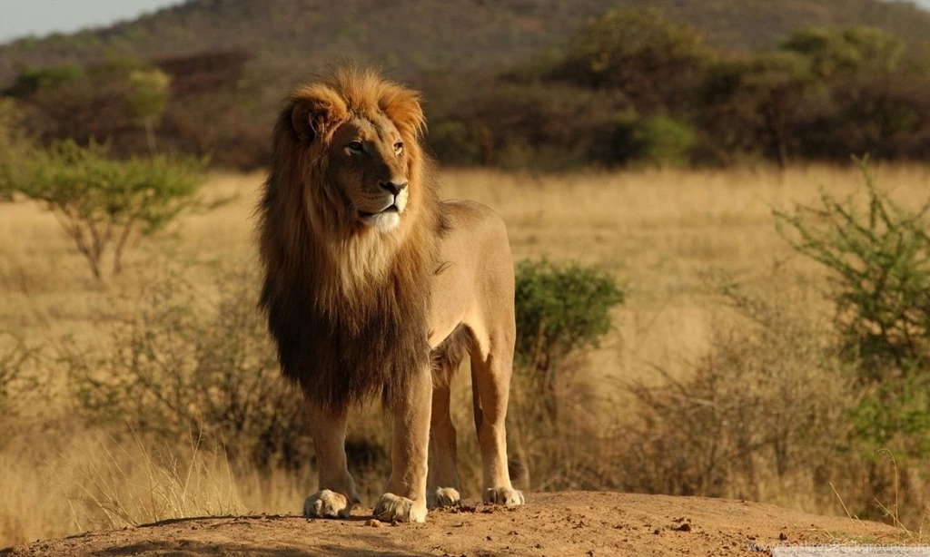 Male Lion HD Desktop Wallpapers : High Definition : Fullscreen : Mobile