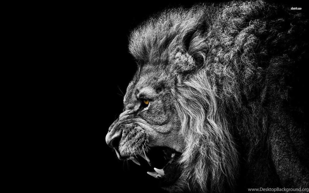 Download Free Lion Wallpapers