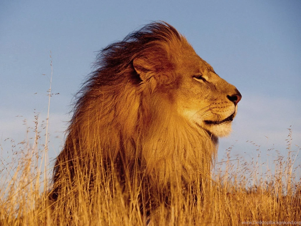 Free Download 2015 Lion HD Wallpapers 1080p
