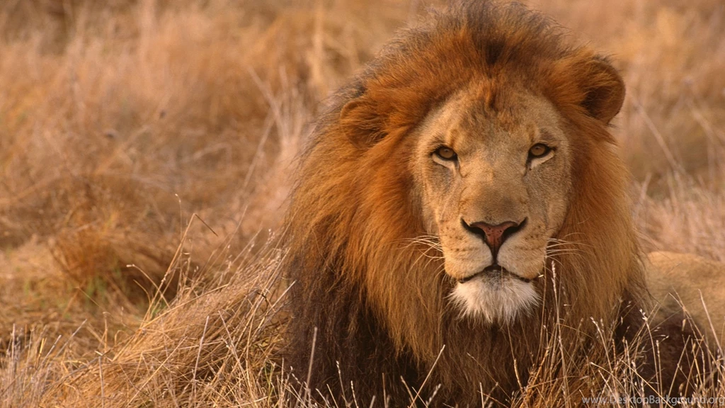 Lion Wallpapers HD Pictures