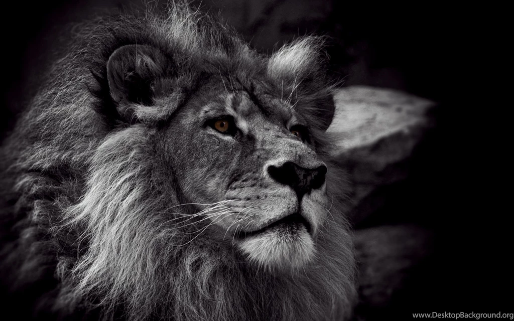 Download Black And White Lion Wallpapers