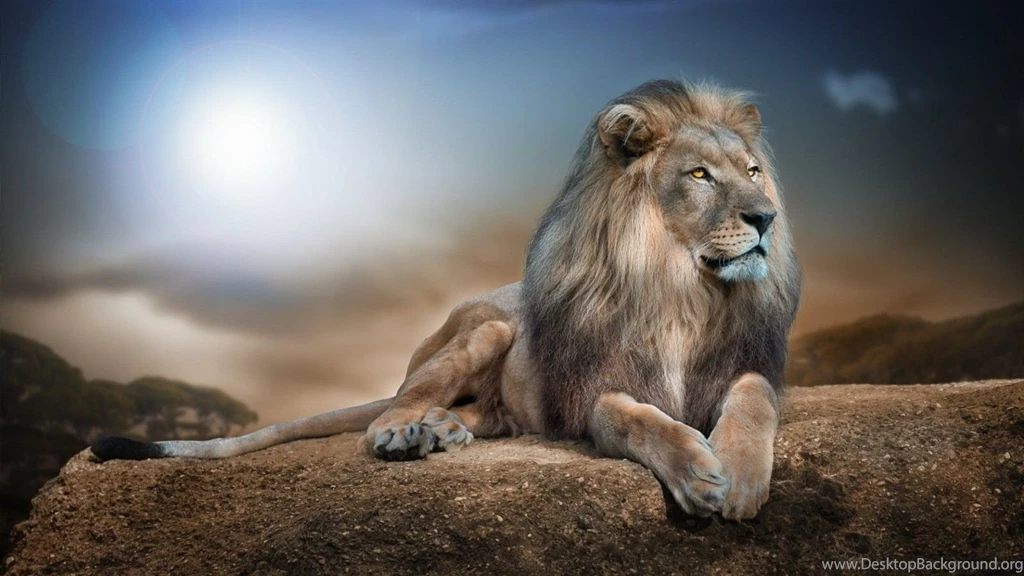 Male Lion Wallpapers HD Download For Desktop & Mobile