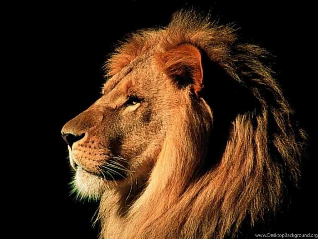 Lion best sale hd background