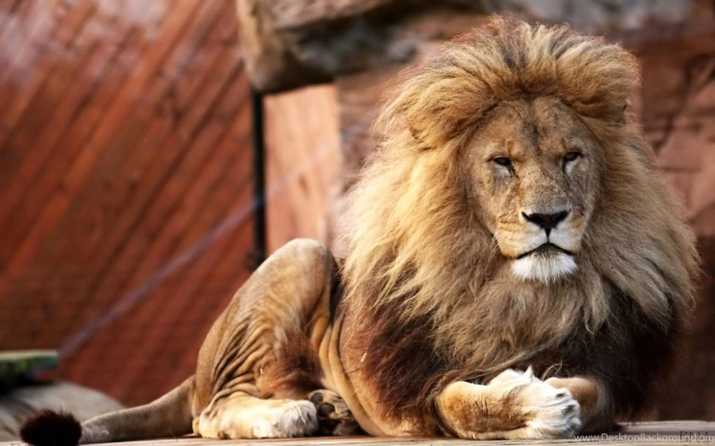 HD Graceful Lion Wallpapers