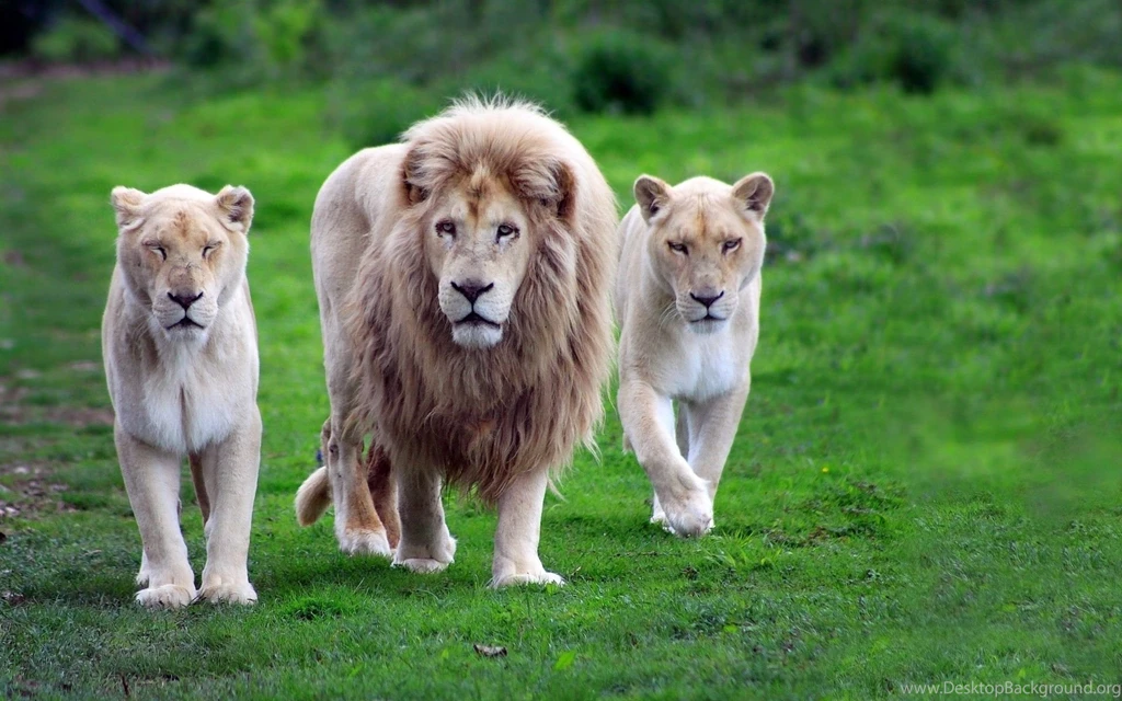 Black Lion Wallpapers Hd