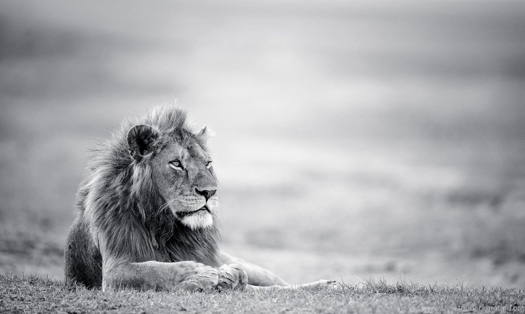 White Lion Wallpapers