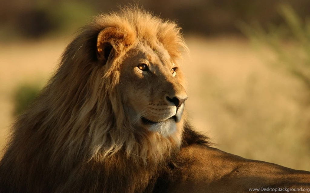 Beautiful Lion Wallpapers In High Definition Ready For Your Desktop