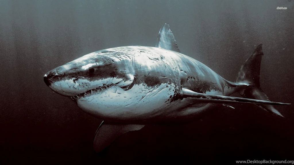 Shark Wallpapers   Animal Wallpapers