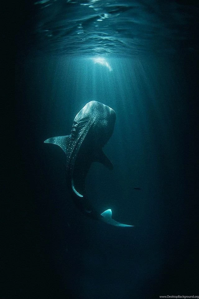 Pics, Facts, Funny Stuff About Animals & Nature Shark Wallpapers ...