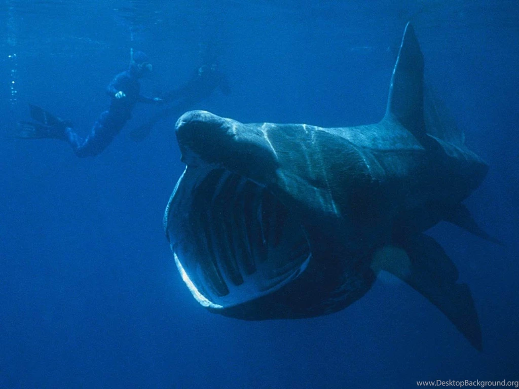 Free Shark Wallpapers Animals Town
