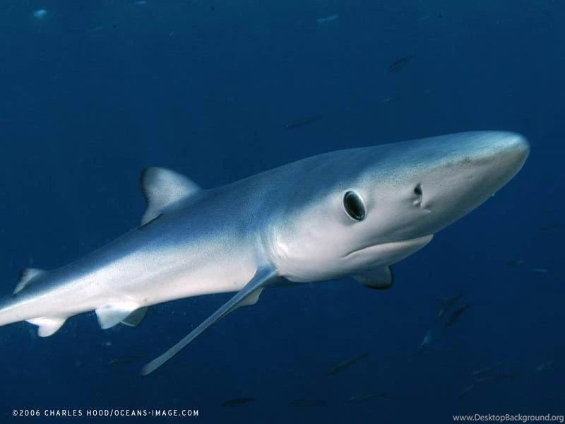 Blue Shark Wallpapers And Backgrounds Animals Town