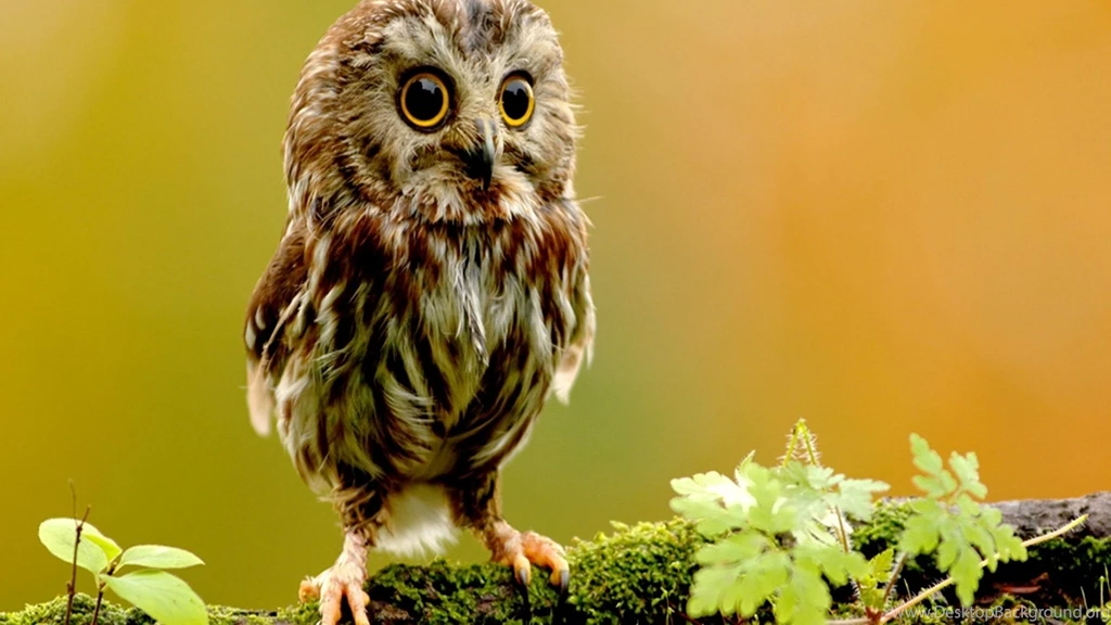 Cute_owl 2560x1440.jpg