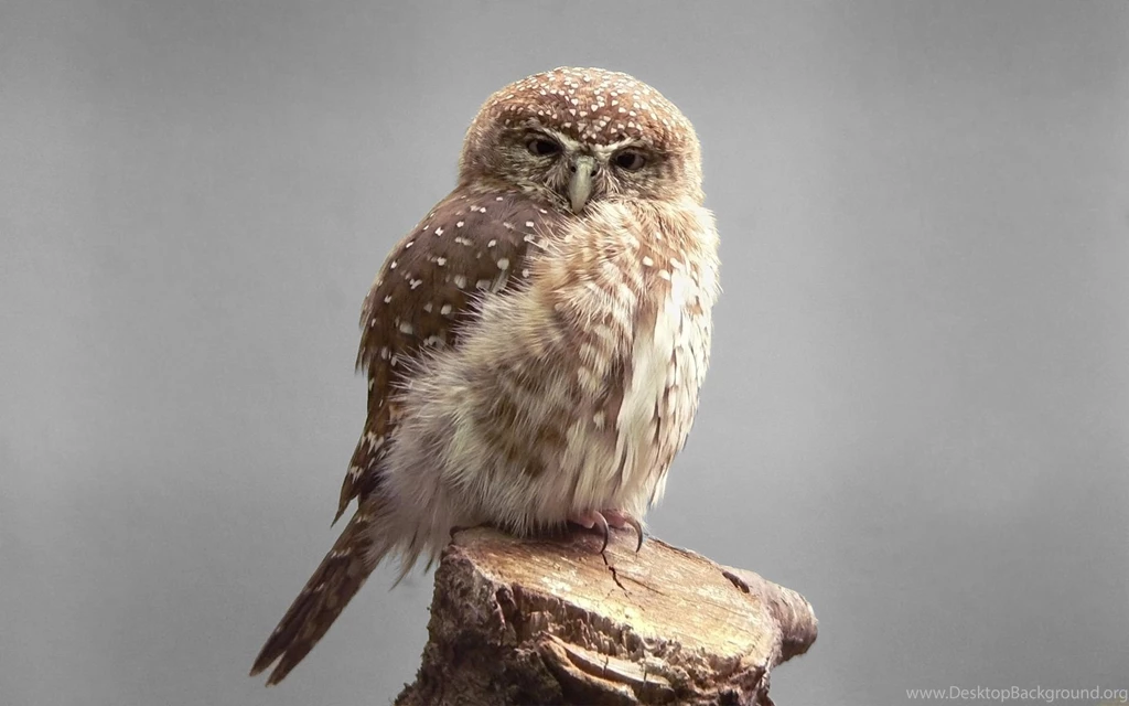 Owl Desktop Wallpapers 15979