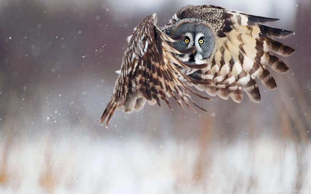 Owl HD Wallpapers