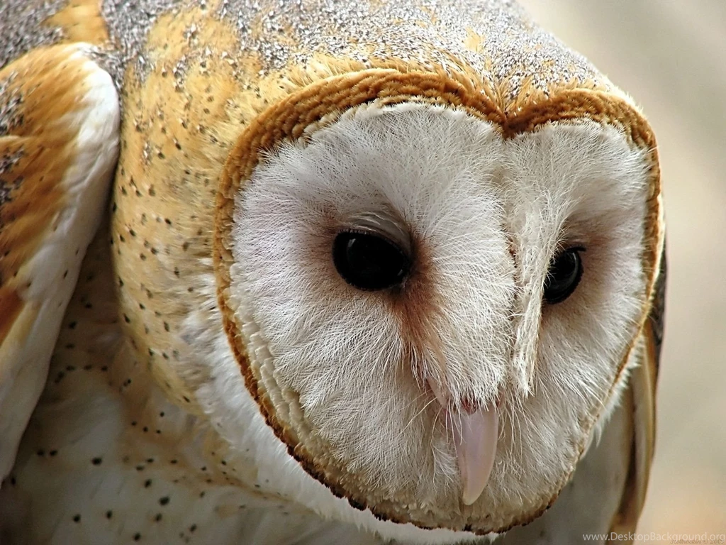 Owl Wallpapers