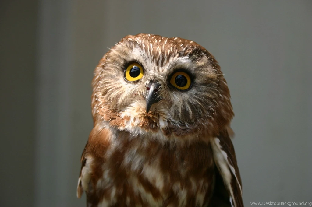 Owl Wallpapers