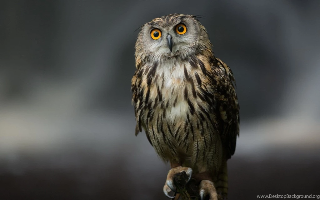Owl Wallpapers
