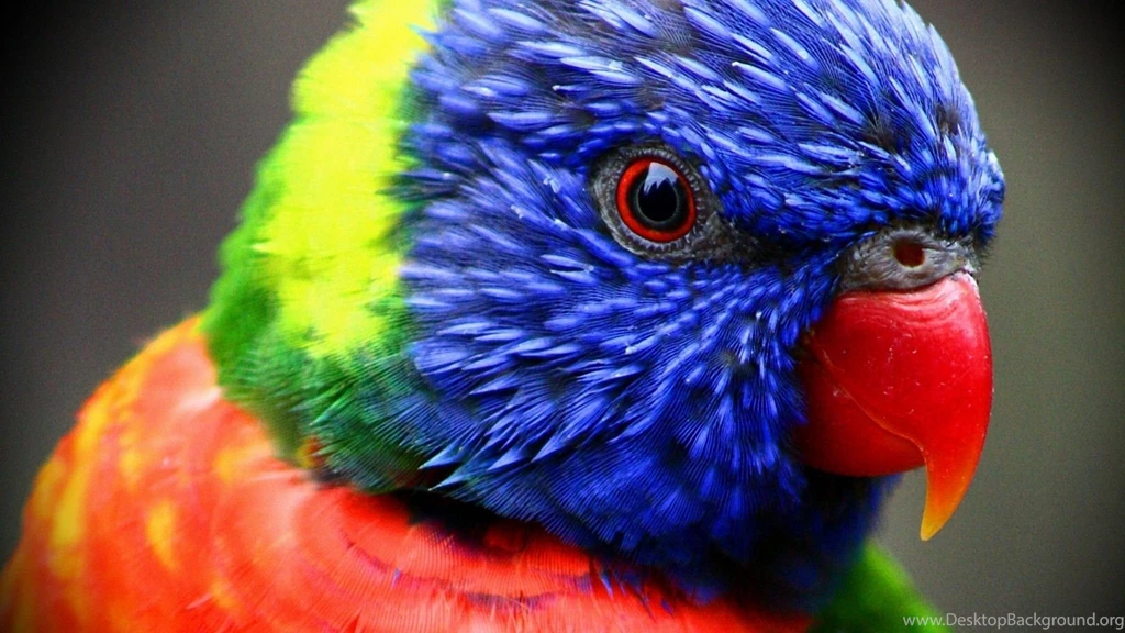 Animals