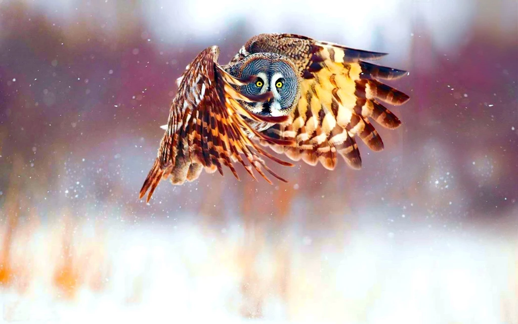 541 Owl HD Wallpapers