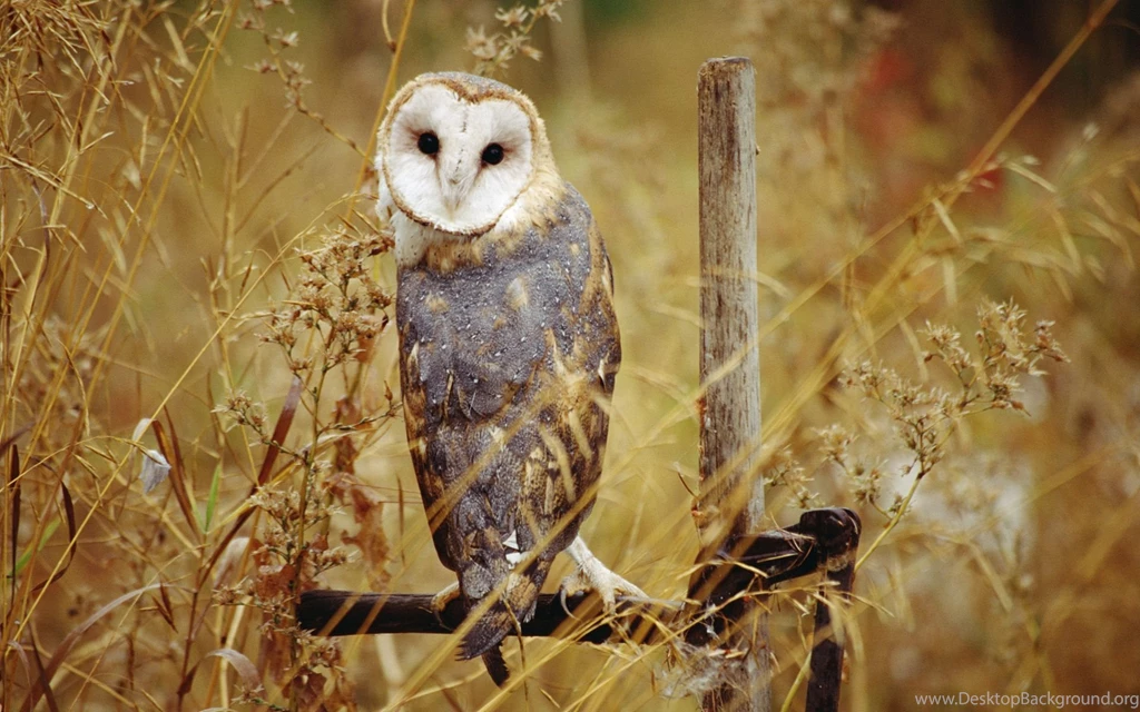 39 Barn Owl HD Wallpapers