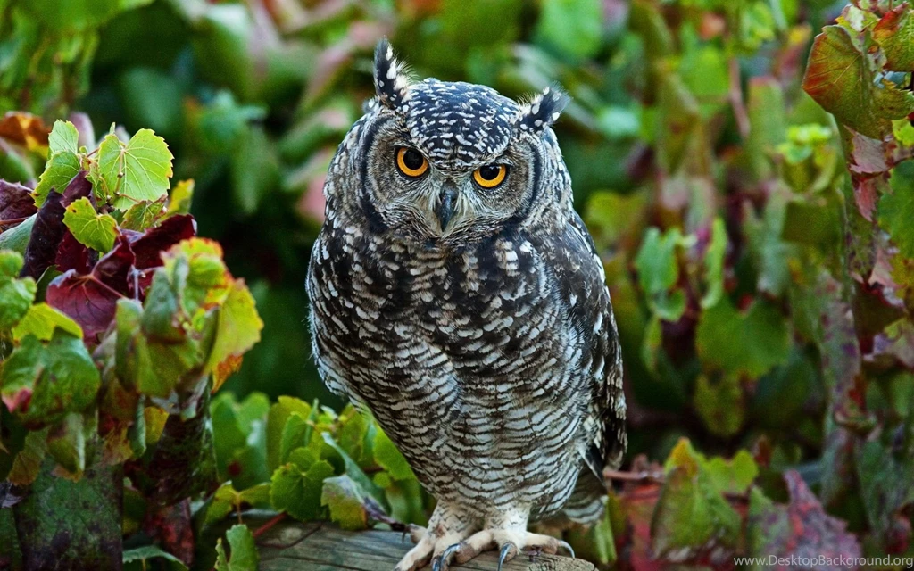 Owl Wallpapers